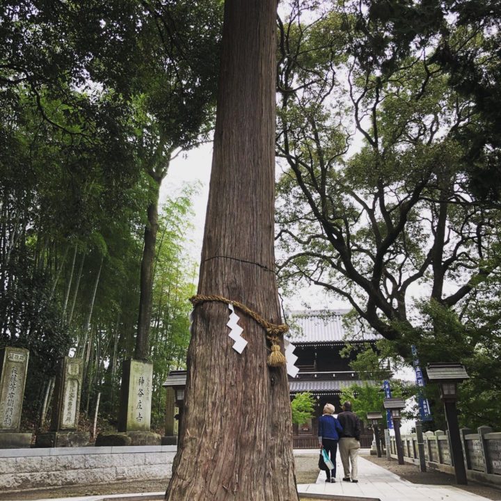 石鎚神社の大木