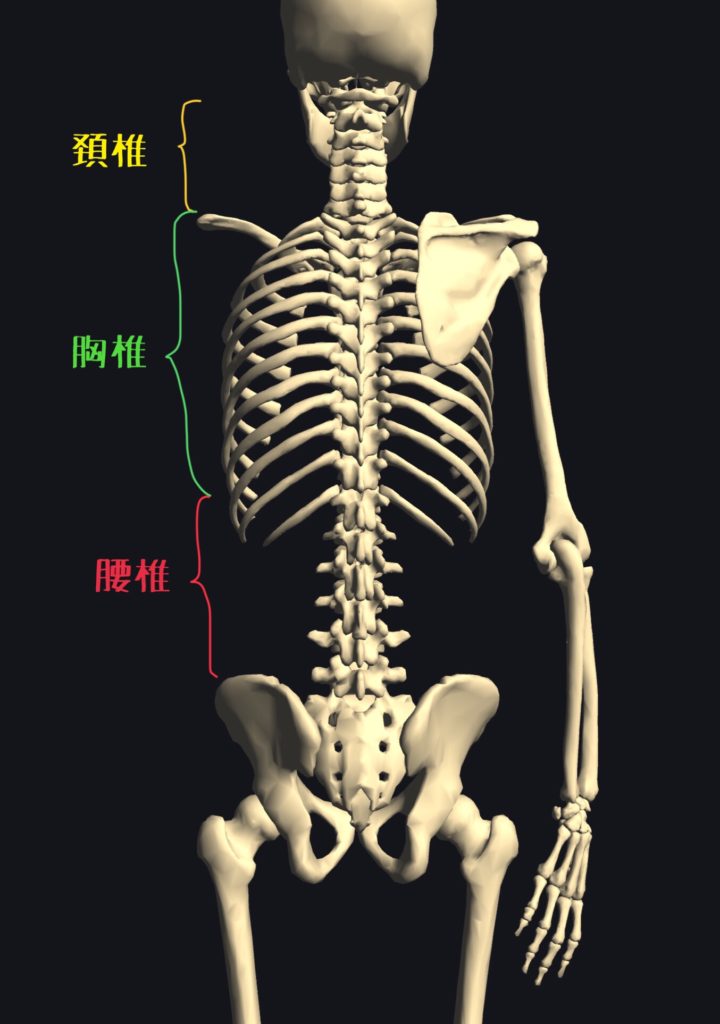 脊柱背骨